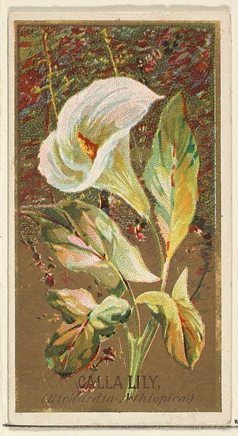 :Calla Lily  from the Flowers series for Old Judge Cigarettes 1890, vintage artwork, 16x12"(A3) Poster Print