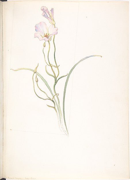 Calochortus Nuttalli May 1912-Margaret Neilson Armstrong , vintage art, A3 (16x12") Poster Print