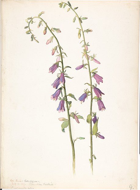 Campanula May 26, 1913-Margaret Neilson Armstrong , vintage art, A3 (16x12") Poster Print