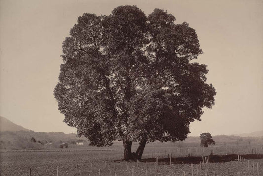 Carleton E. Watkins - Arbutus Menziesii California, vintage historic photograph, modern poster print