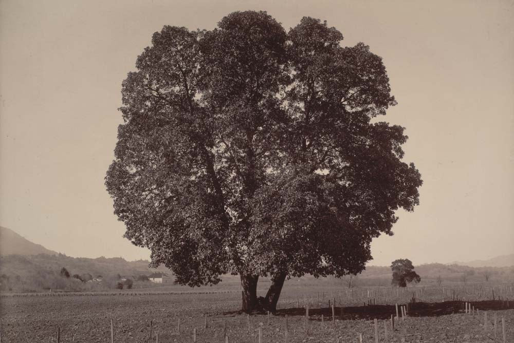 Carleton E. Watkins - Arbutus Menziesii California, vintage historic photograph, modern poster print