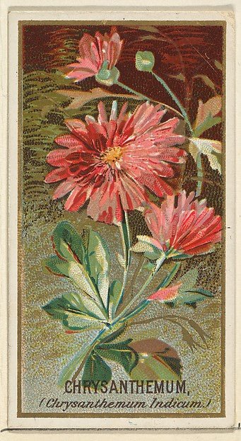 :Chrysanthemum  from the Flowers series for Old Judge Cigarettes 1890, vintage artwork, 16x12"(A3) Poster Print