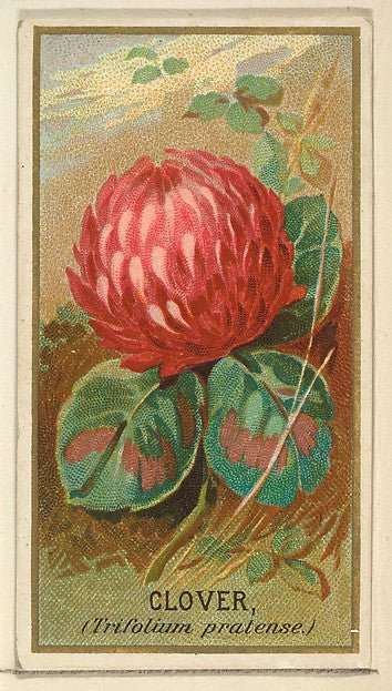:Clover  from the Flowers series for Old Judge Cigarettes 1890, vintage artwork, 16x12"(A3) Poster Print