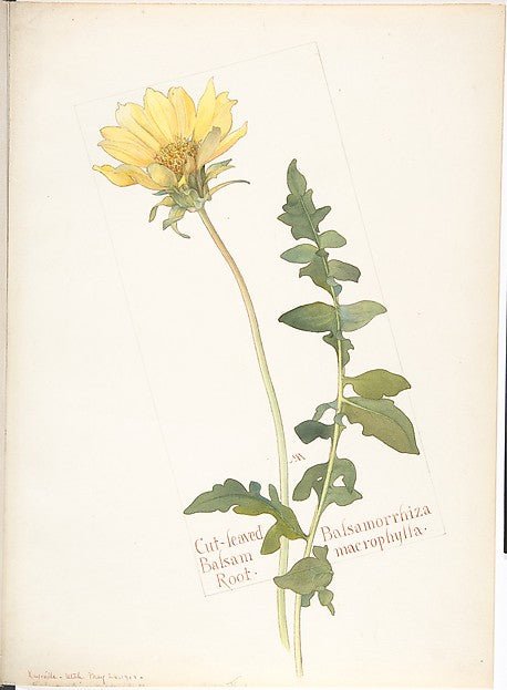 Cut-leaved Balsam Root  Balsamorrhiza macrophylla May 26, 1913, vintage art, A3 (16x12") Poster Print