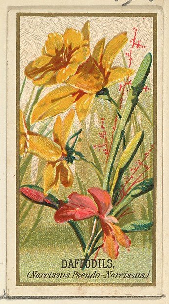 :Daffodils  from the Flowers series for Old Judge Cigarettes 1890, vintage artwork, 16x12"(A3) Poster Print