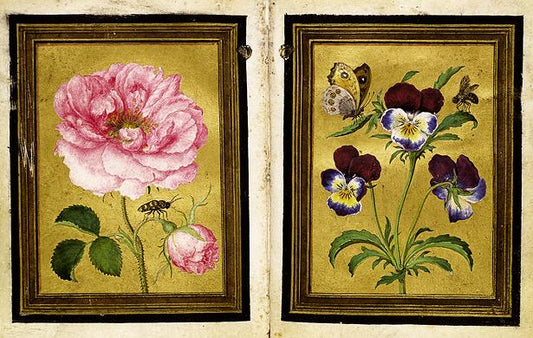 Damask Rose and a Purple-and-Blue Wild Pansy, vintage artwork by Jacques le Moyne de Morgues, A3 (16x12") Poster Print