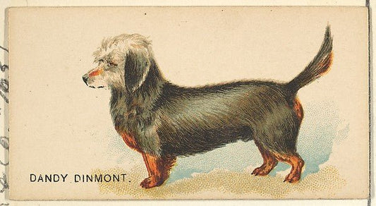 :Dandy Dinmont from the Dogs of the World series for Old Judge Cigarettes 1890, vintage artwork, 16x12"(A3) Poster Print