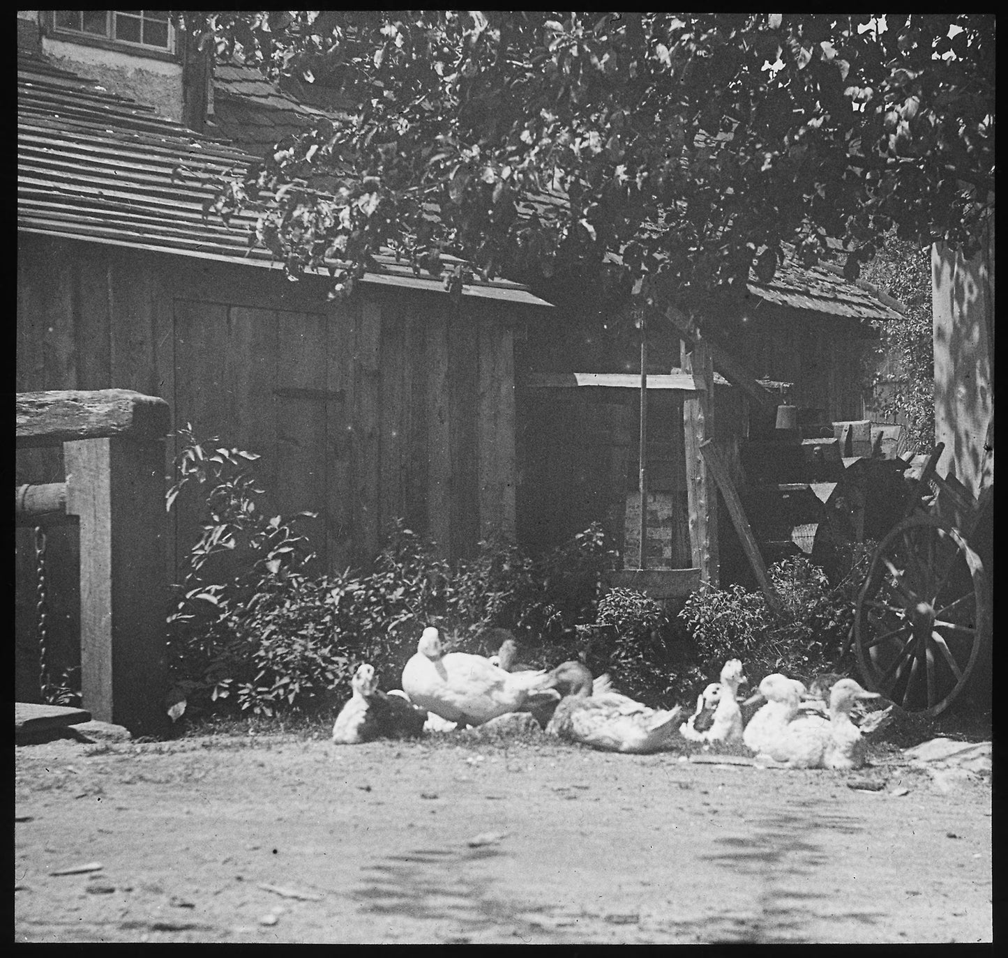 Gutach -  Alfred Stieglitz,  Poster Print Wall Art