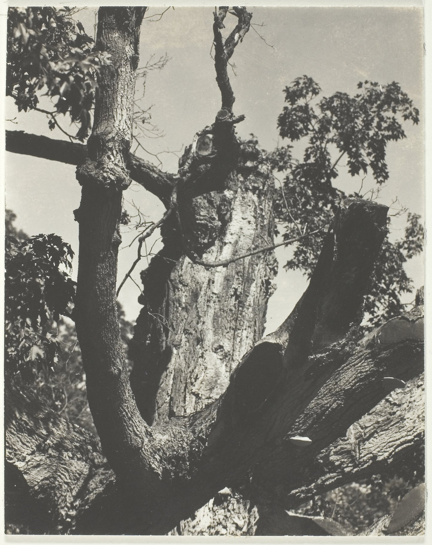 The Old Maple—Lake George -  Alfred Stieglitz,  Poster Print Wall Art