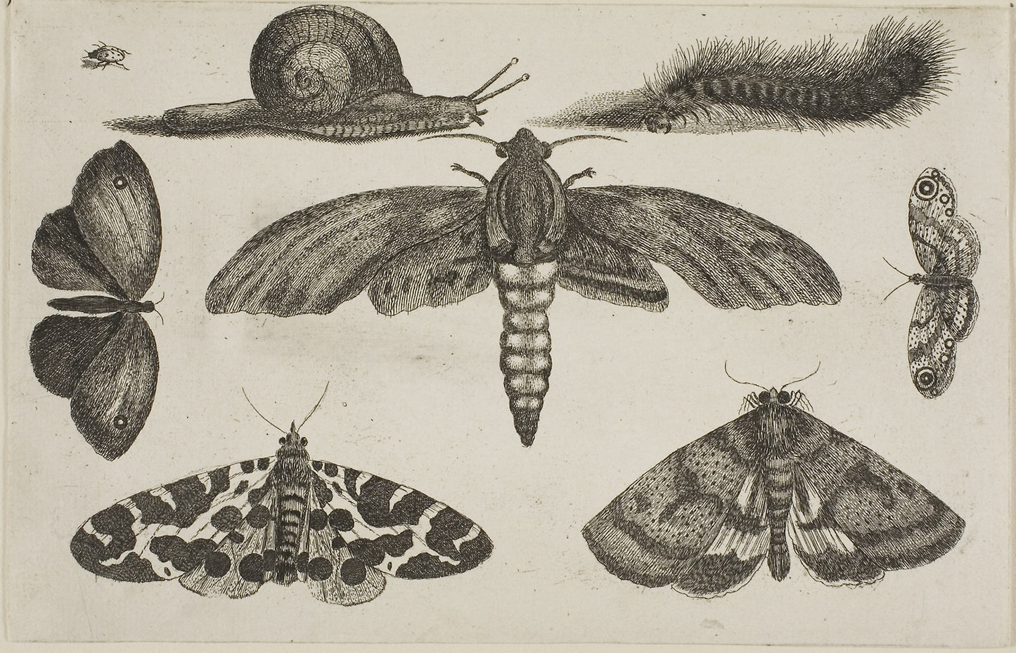 Six Insects, a Caterpillar, and a Snail -  Wenceslaus Hollar,  Poster Print Wall Art