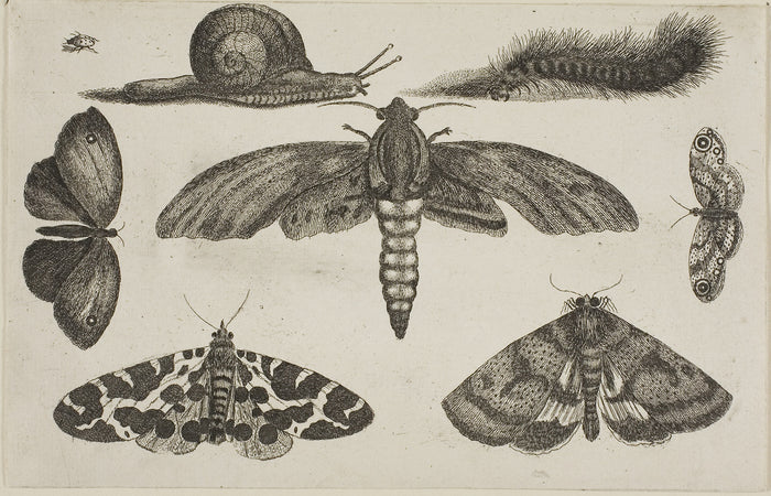 Six Insects, a Caterpillar, and a Snail: Wenceslaus Hollar,16x12