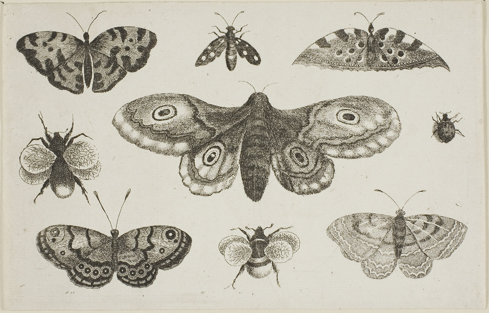 A Moth, Butterflies, and Bees: Wenceslaus Hollar,16x12"(A3) Poster