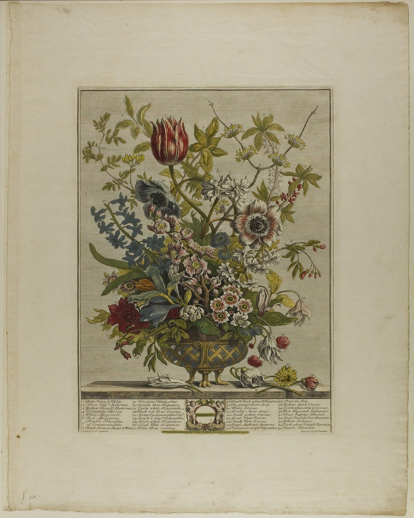 February, from Twelve Months of Flowers -  Henry Fletcher (English, 1710-1750),  Poster Print Wall Art