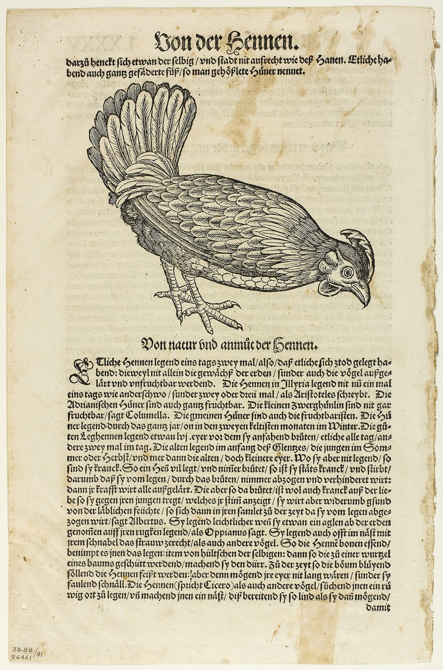 Illustration from "Vogelbuch", plate 41 from Woodcuts from Books of the XVI Century -  Unknown Artist (Swiss, 16th century),  Poster Print Wall Art