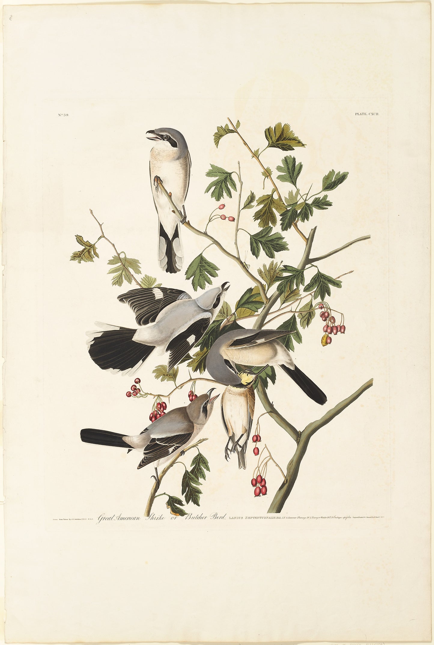 Great American Shrike -  Robert Havell (English, 1793-1878),  Poster Print Wall Art