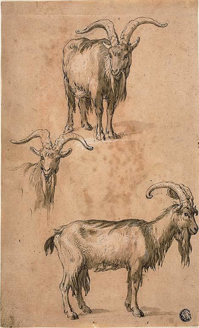 Three Sketches of a Goat (recto) Drapery of Standing Female Figure (verso): Attributed to Abraham Bloemaert (Dutch, 1566-1651),16x12