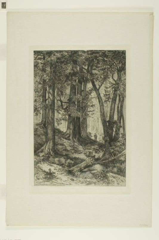 A California Forest: Mary Nimmo (American, 1842-1899),16x12"(A3) Poster