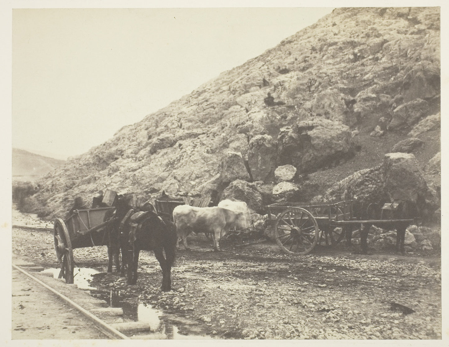 Cattle and Carts, leaving Balaklava -  Roger Fenton,  Poster Print Wall Art