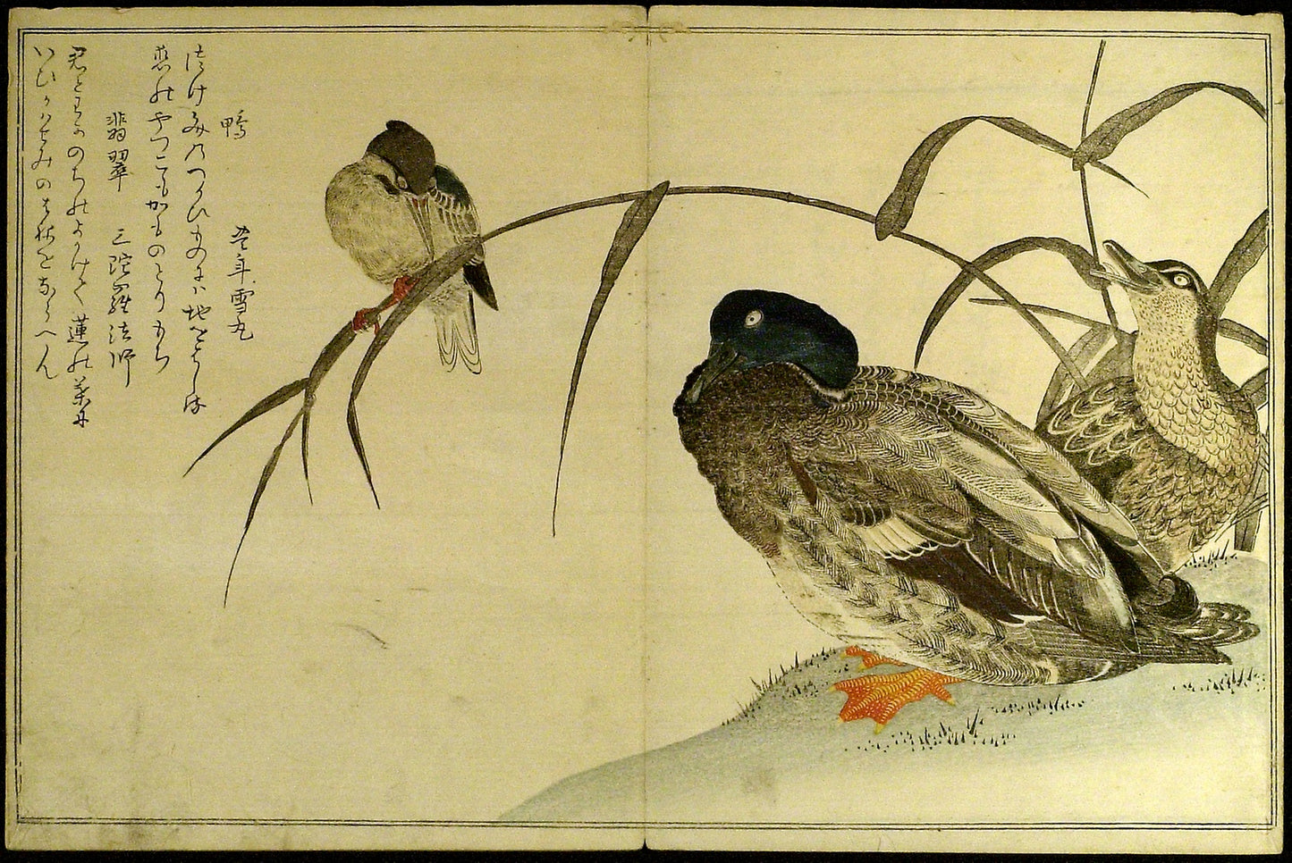 Myriad Birds -  A Kyoka Competition (Momo chidori kyoka awase) -  Kitagawa Utamaro,  Poster Print Wall Art