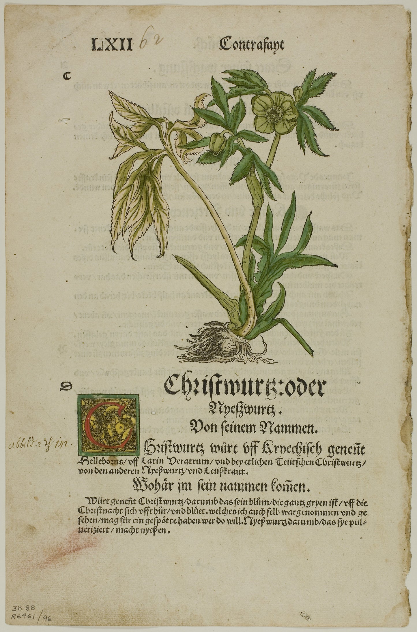 Christwurz (Hellebore) from Herbarium (Kräuterbuch), plate 96 from Woodcuts from Books of the XVI Century -  Hans Weiditz II (Master of Petrarch) (German, c.1495-1536),  Poster Print Wall Art