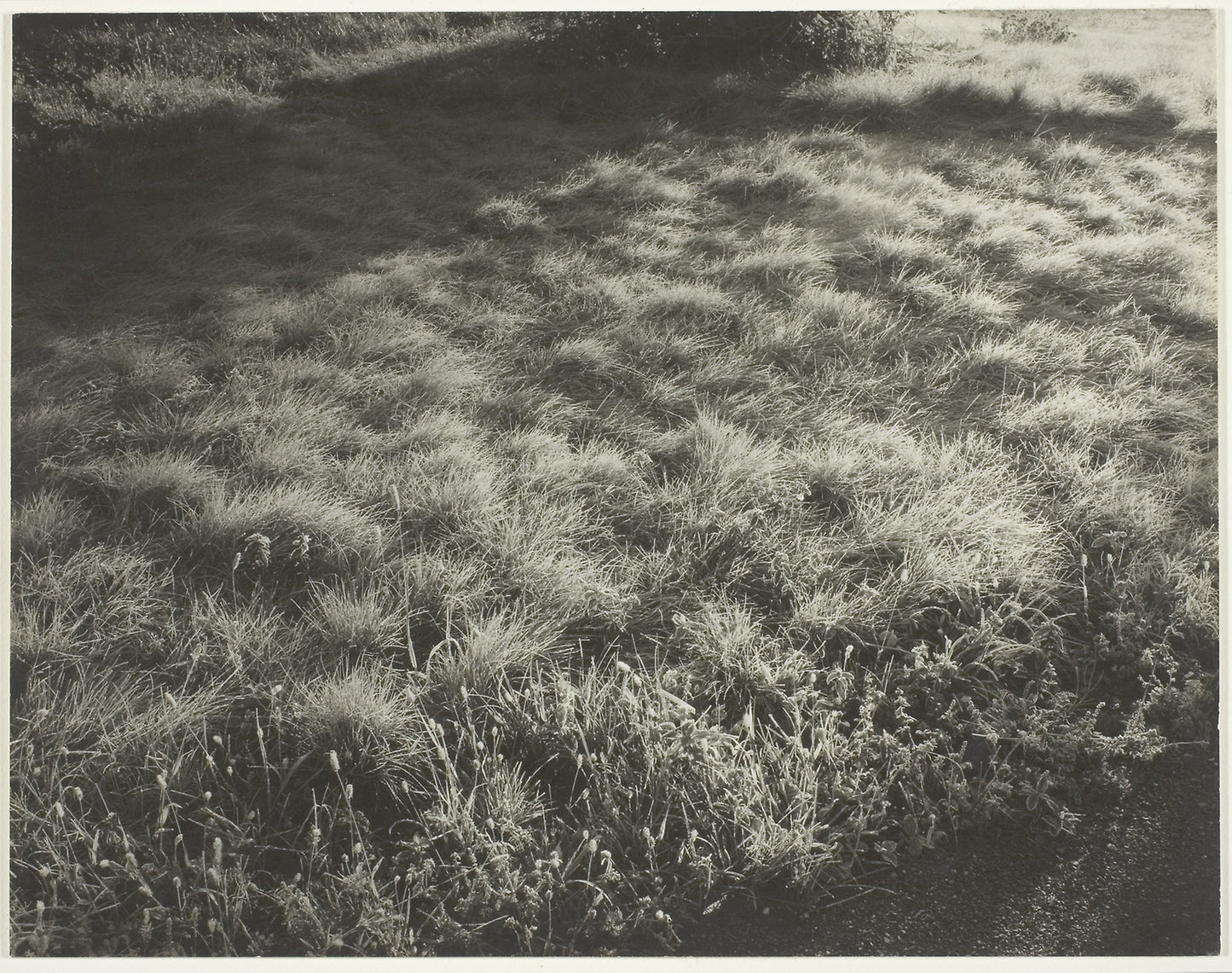 Grass and Frost -  Alfred Stieglitz,  Poster Print Wall Art