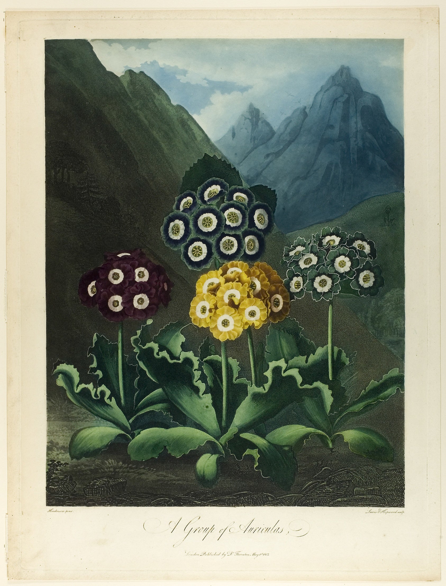 A Group of Auriculas, from The Temple of Flora: Frederick Christian Lewis, the elder (English, 1779-1856),16x12"(A3) Poster