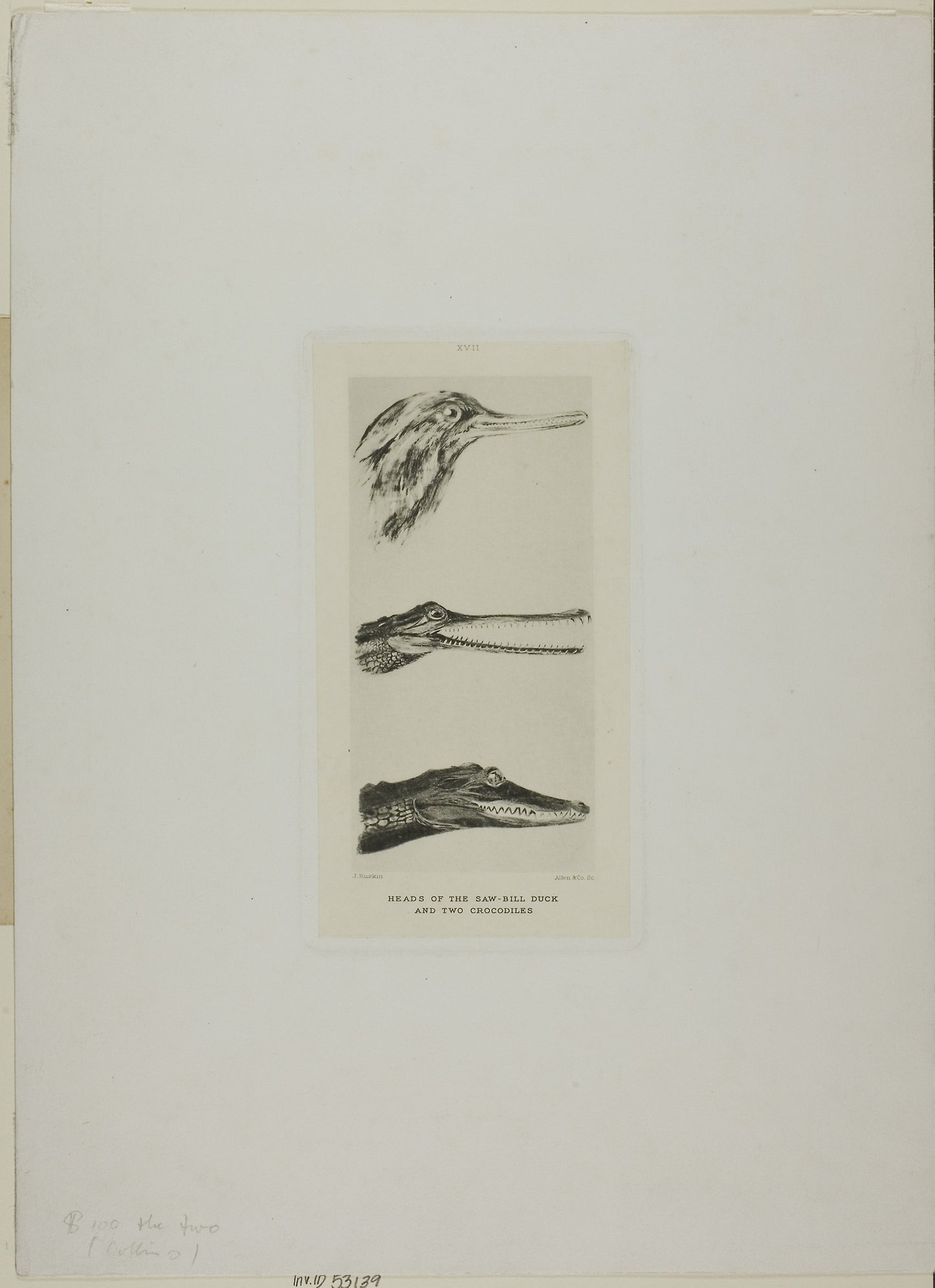 Heads of Saw-Bill Duck and Two Crocodiles -  John Ruskin,  Poster Print Wall Art