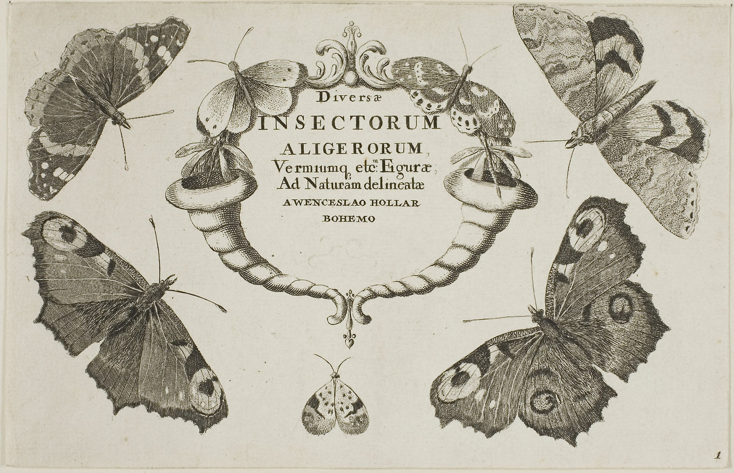 Title Page from Diversae Insectorum -  Wenceslaus Hollar,  Poster Print Wall Art