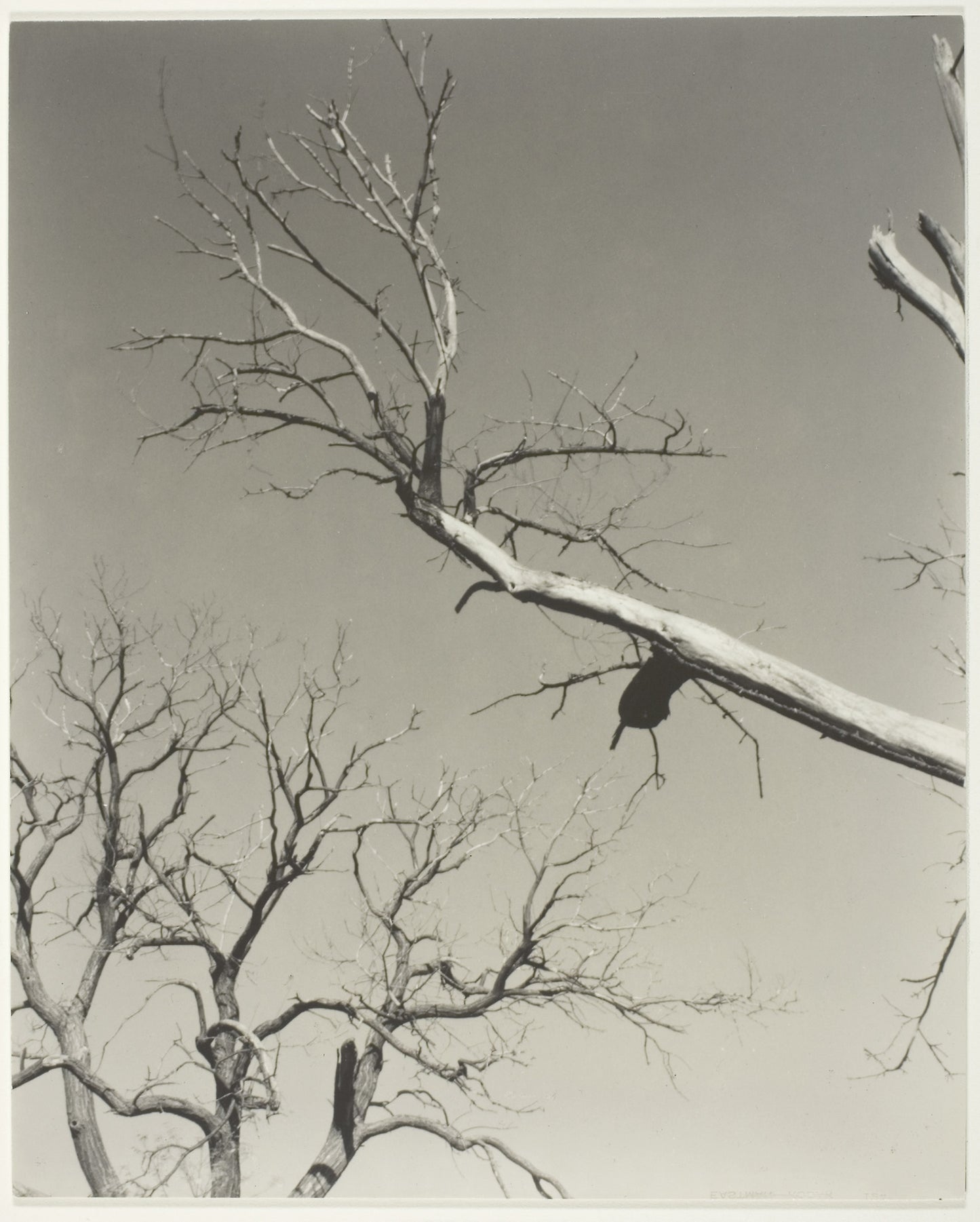 The Dying Chestnut Tree—My Teacher -  Alfred Stieglitz,  Poster Print Wall Art