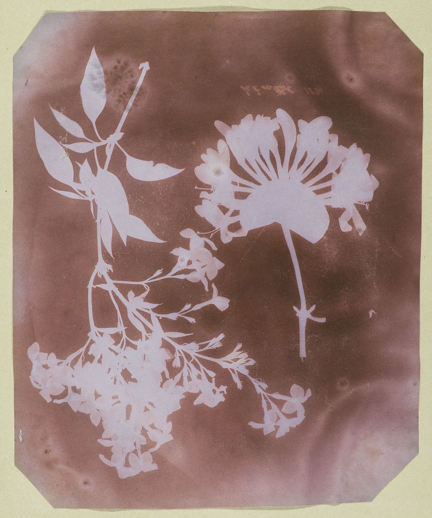 Two Plant Specimens: William Henry Fox Talbot, Poster Print Wall Art