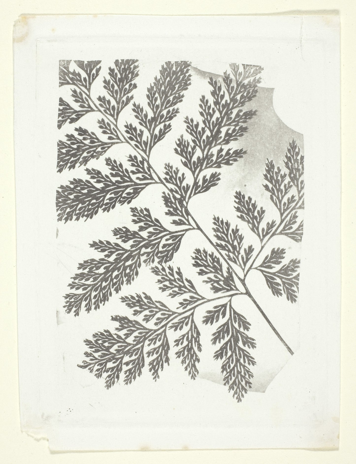 Branch of a Fern -  William Henry Fox Talbot,  Poster Print Wall Art