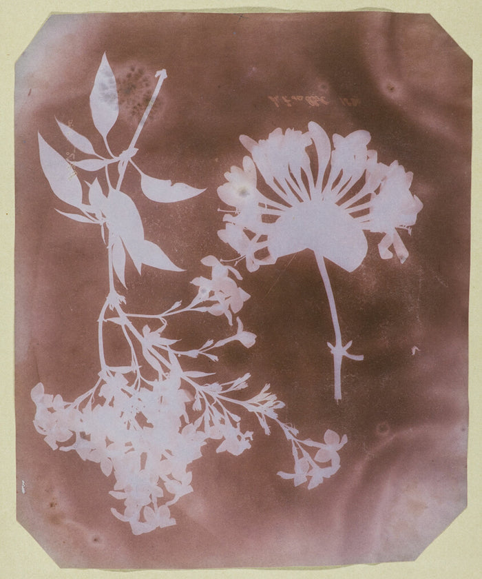 Two Plant Specimens by  William Henry Fox Talbot, 23x16