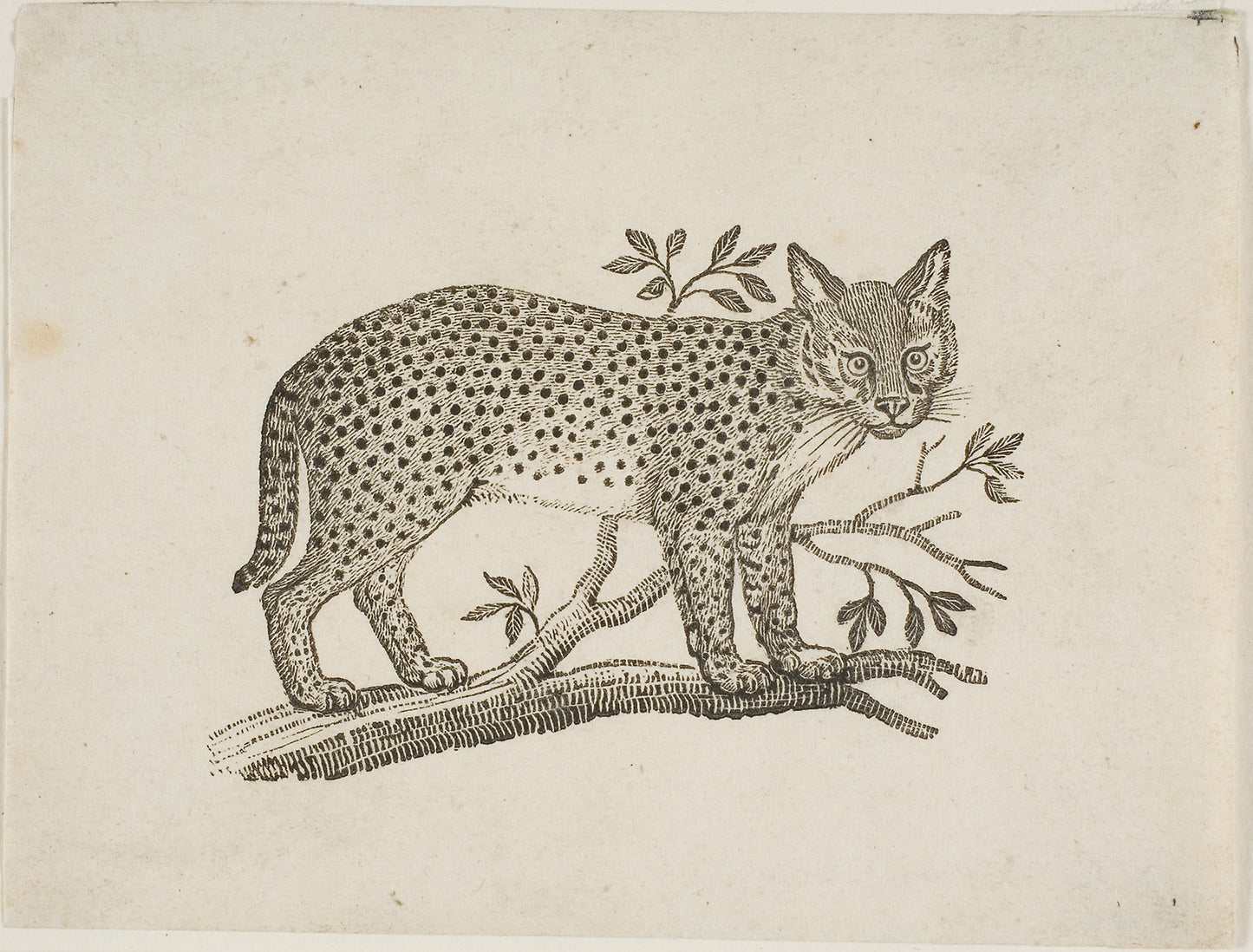 The Serval -  Thomas Bewick,  Poster Print Wall Art