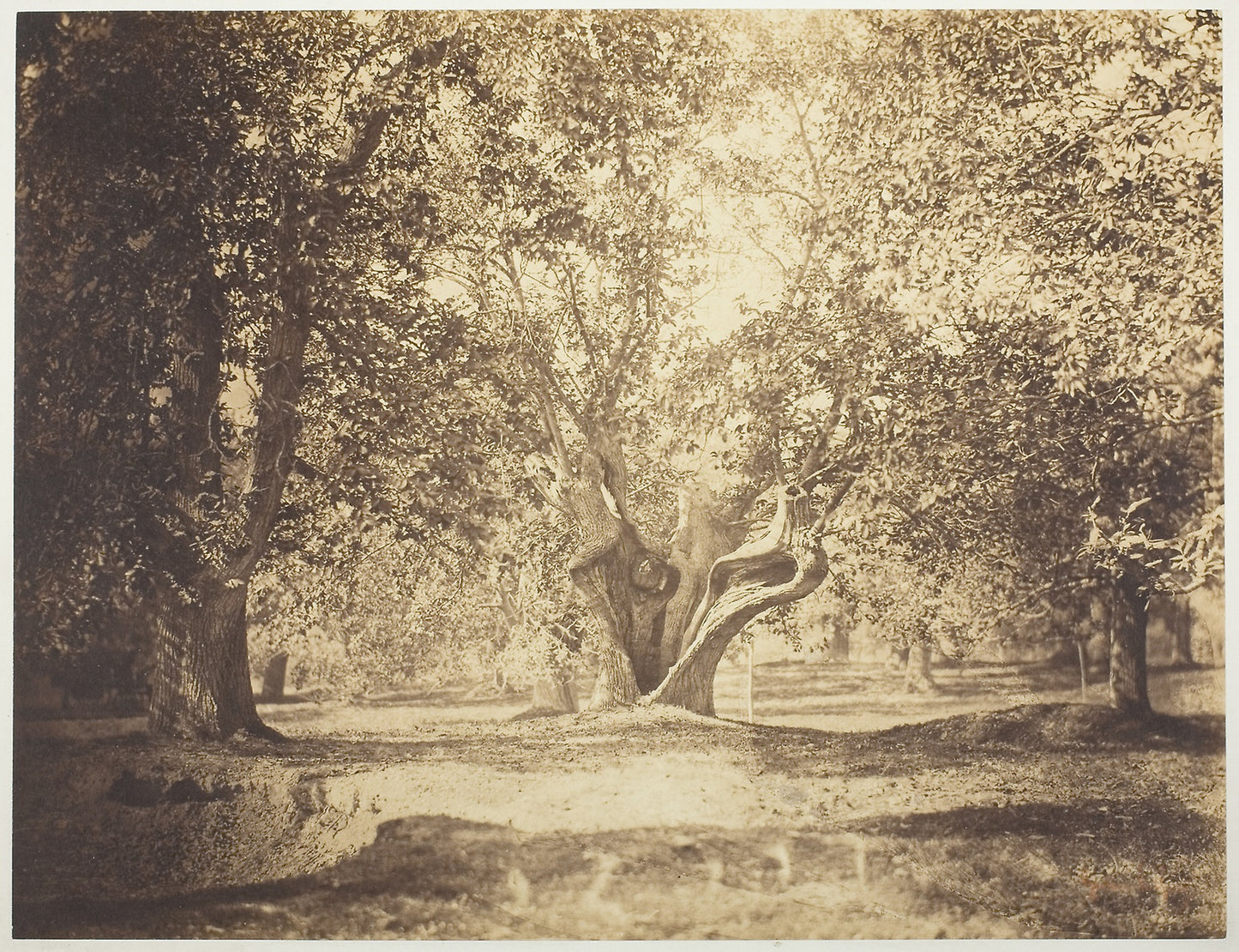 Tree, Forest of Fontainebleau -  Gustave Le Gray,  Poster Print Wall Art