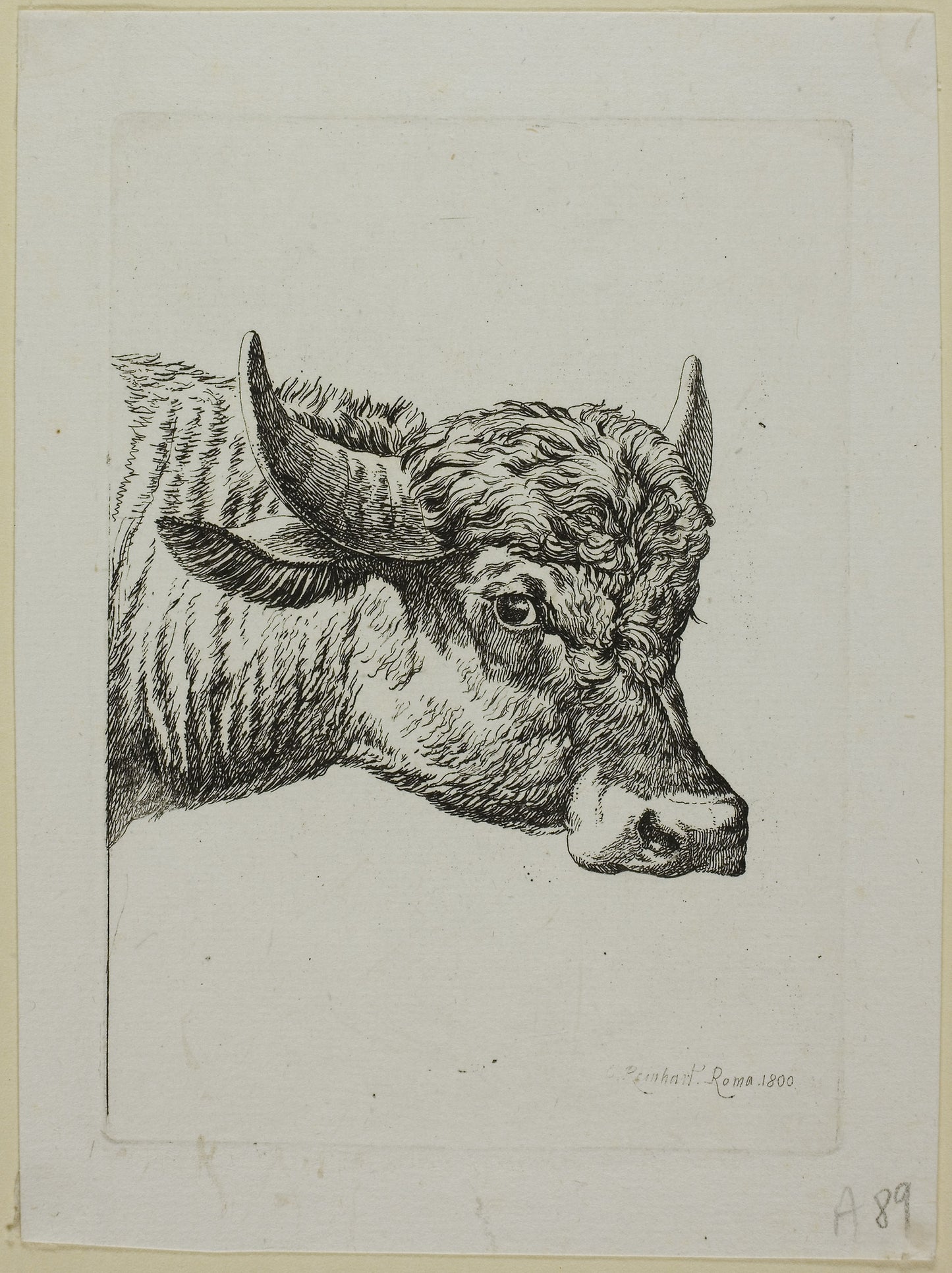 Head of a Buffalo, from Die Zweite Thierfolge -  Johann Christian Reinhart,  Poster Print Wall Art