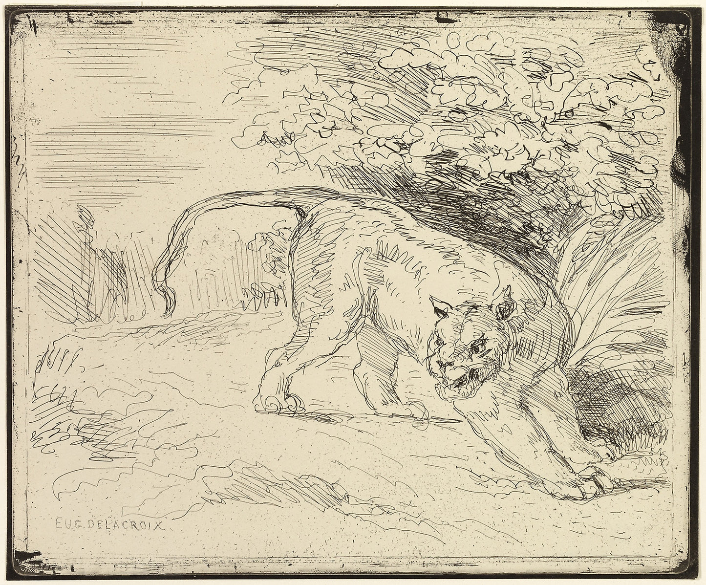 Tiger Ready to Spring -  Eugène Delacroix,  Poster Print Wall Art