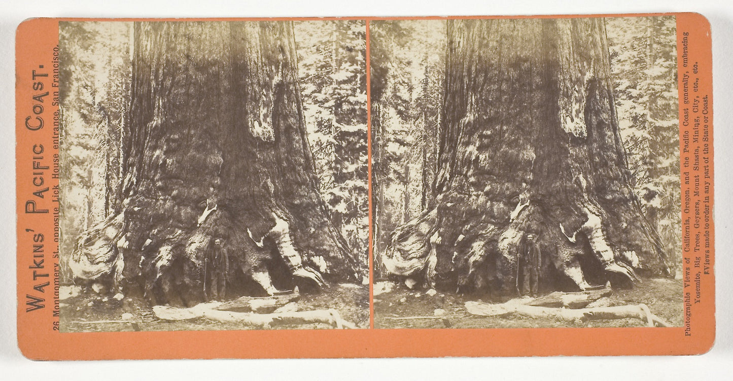 Section of the Grizzly Giant (tree), 33 ft. Diam., Mariposa Grove, Yosemite -  Carleton Watkins,  Poster Print Wall Art