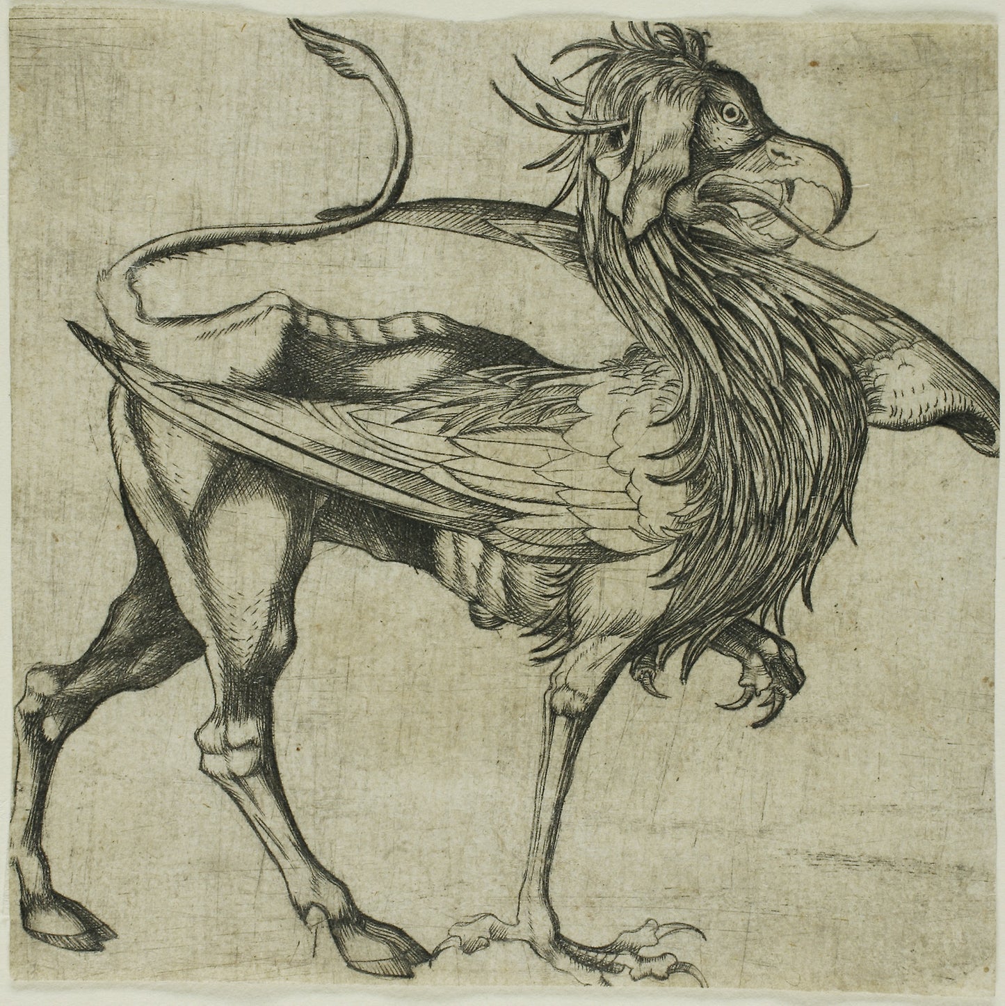 The Griffin: After Martin Schongauer, Poster Print Wall Art