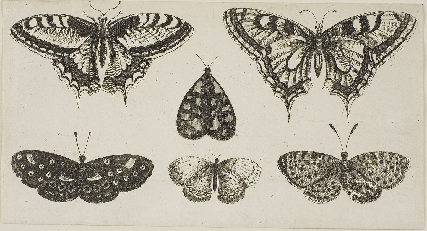 Five Butterflies and a Moth -  Wenceslaus Hollar,  Poster Print Wall Art