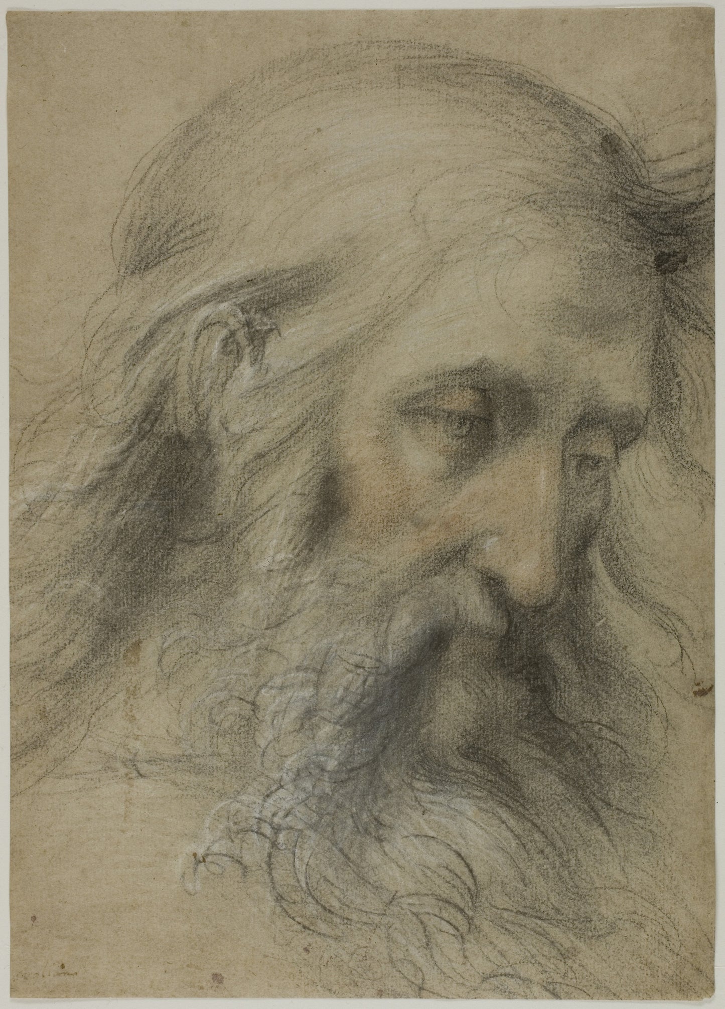 Head of Saint John the Evangelist -  Study for the Disputation on the Immaculate Conception -  Giovanni Antonio Sogliani,  Poster Print Wall Art