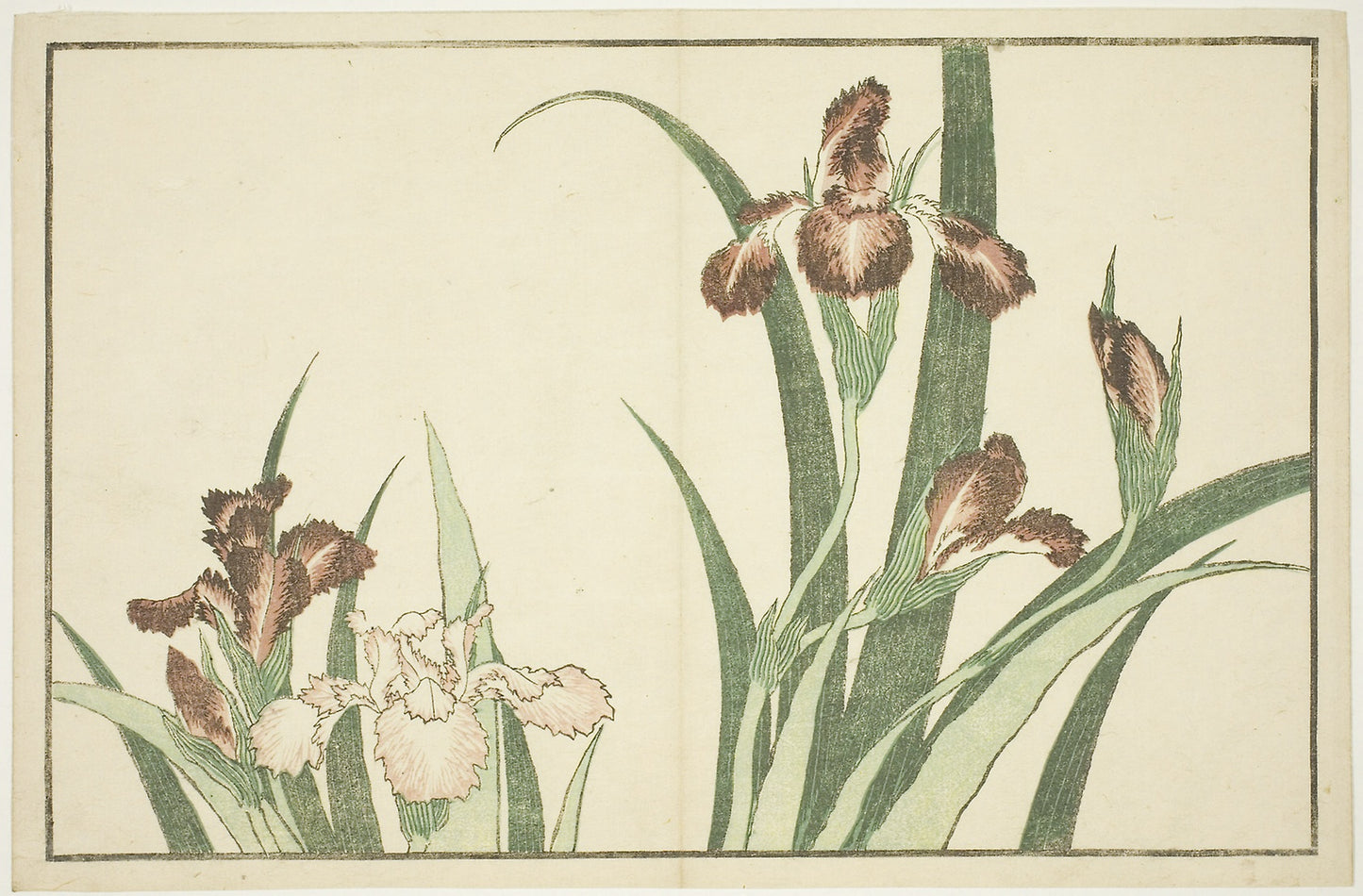 Iris, from The Picture Book of Realistic Paintings of Hokusai (Hokusai shashin gafu) -  Katsushika Hokusai ?? ??,  Poster Print Wall Art