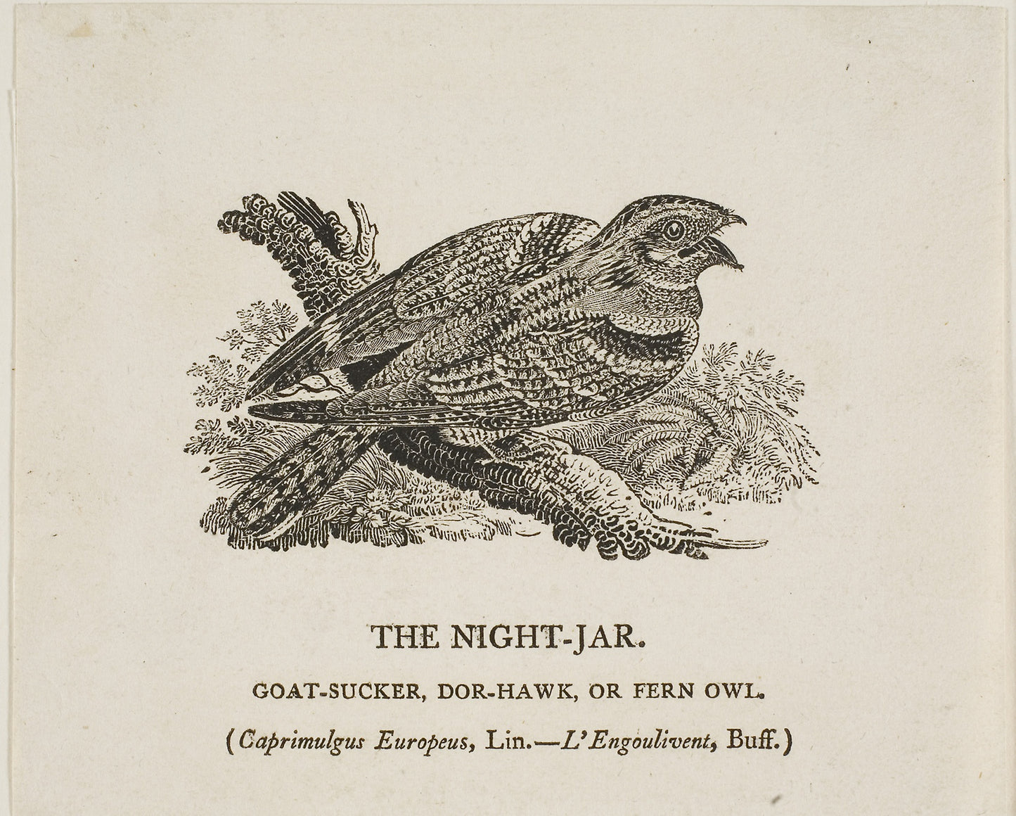 The Night-Jar -  Thomas Bewick,  Poster Print Wall Art