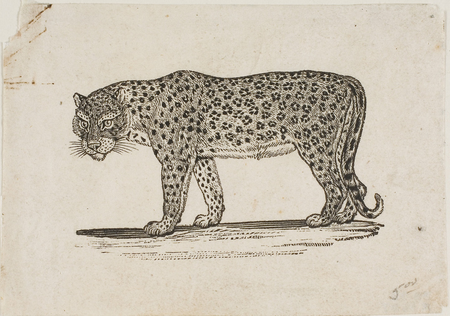 Leopard -  Thomas Bewick,  Poster Print Wall Art