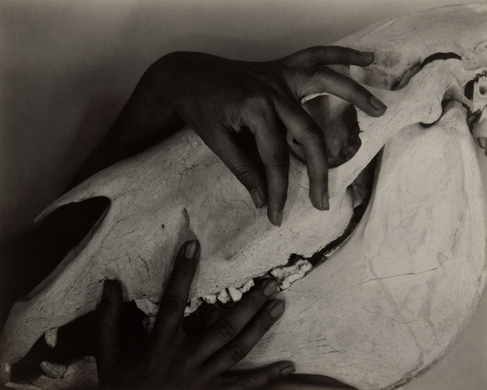 Georgia O'Keeffe - Hands and Horse Skull: Alfred Stieglitz,16x12"(A3) Poster