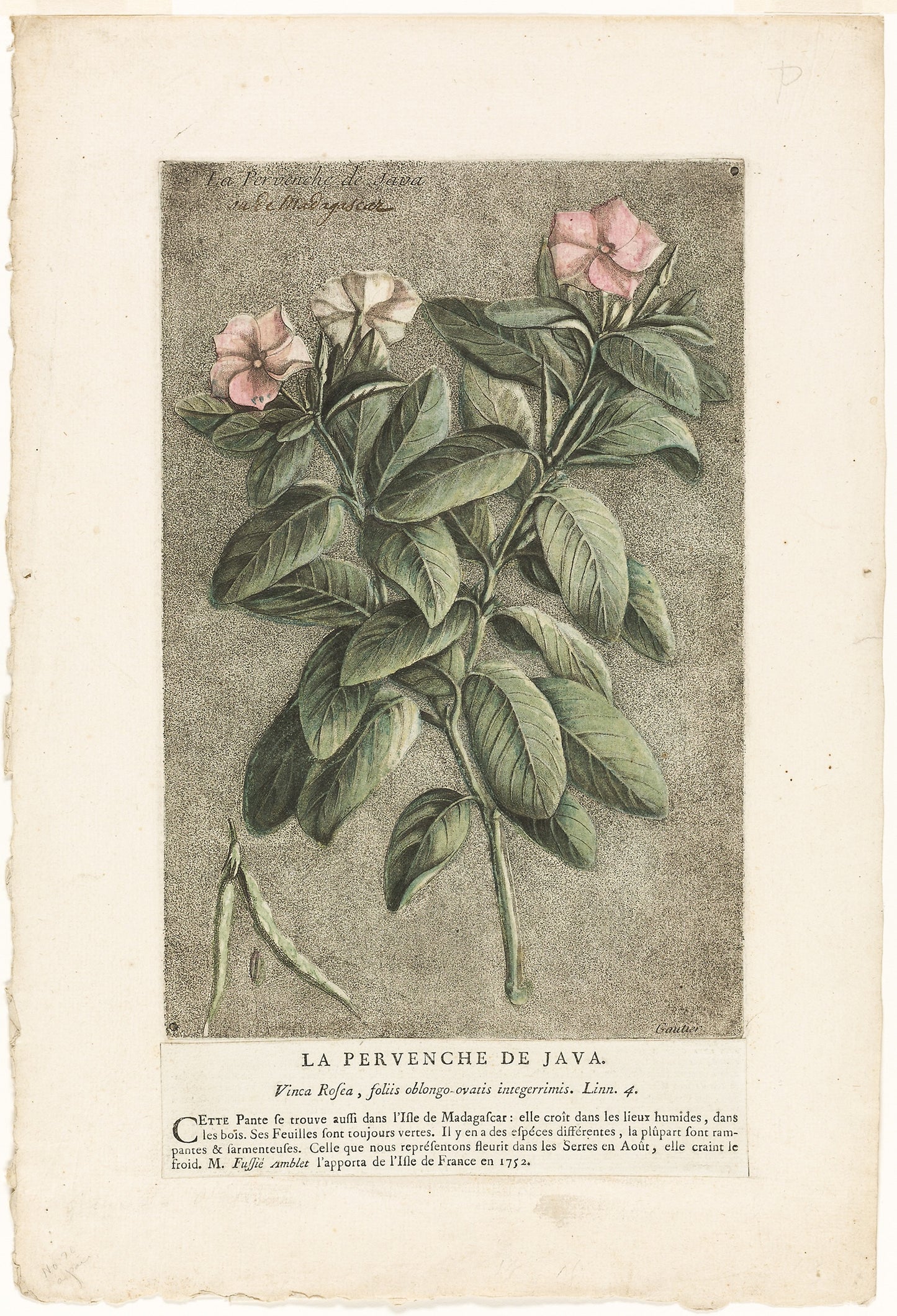 The Periwinkle of Java, from Collection of Usual, Curious, and Foreign Plants -  Jacques Fabien Gautier D'Agoty,  Poster Print Wall Art