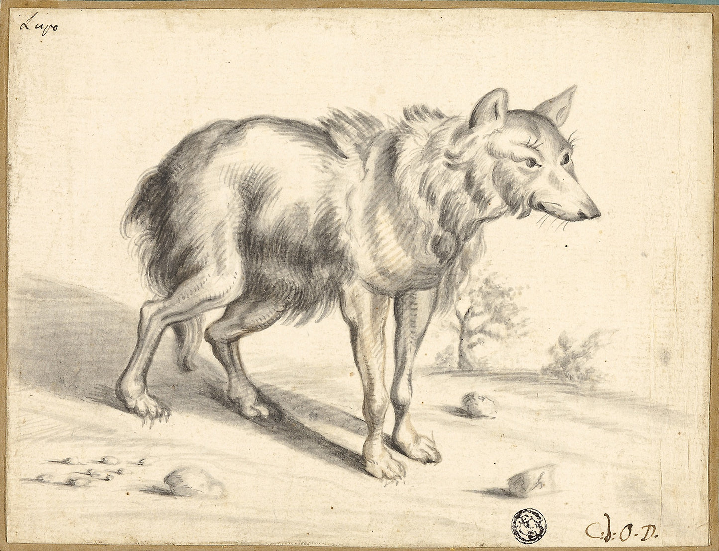 Wolf -  Attributed to Jan van Os,  Poster Print Wall Art
