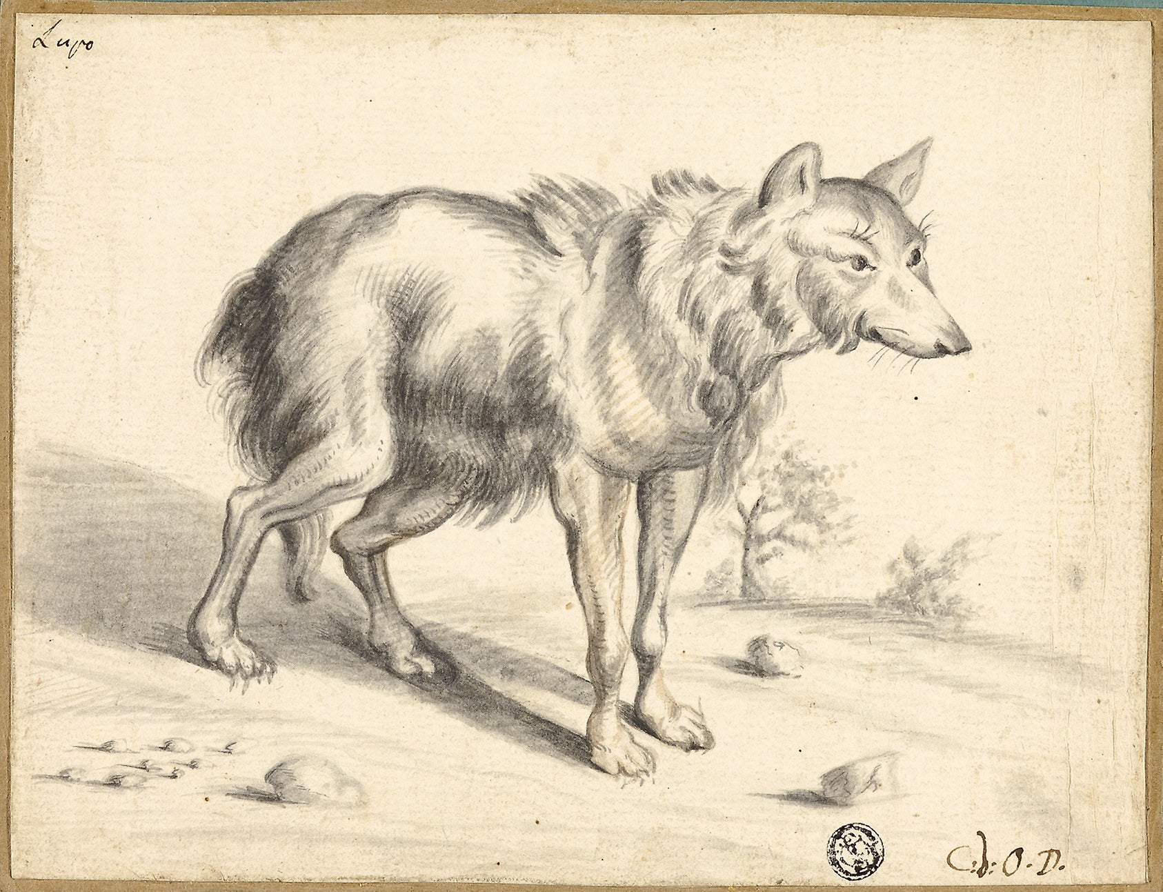 Wolf: Attributed to Jan van Os,16x12"(A3) Poster