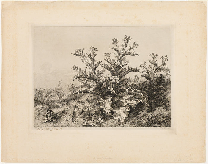 The Large Thistle, plate three from Les quatres grandes plantes: Eugène Blery,16x12