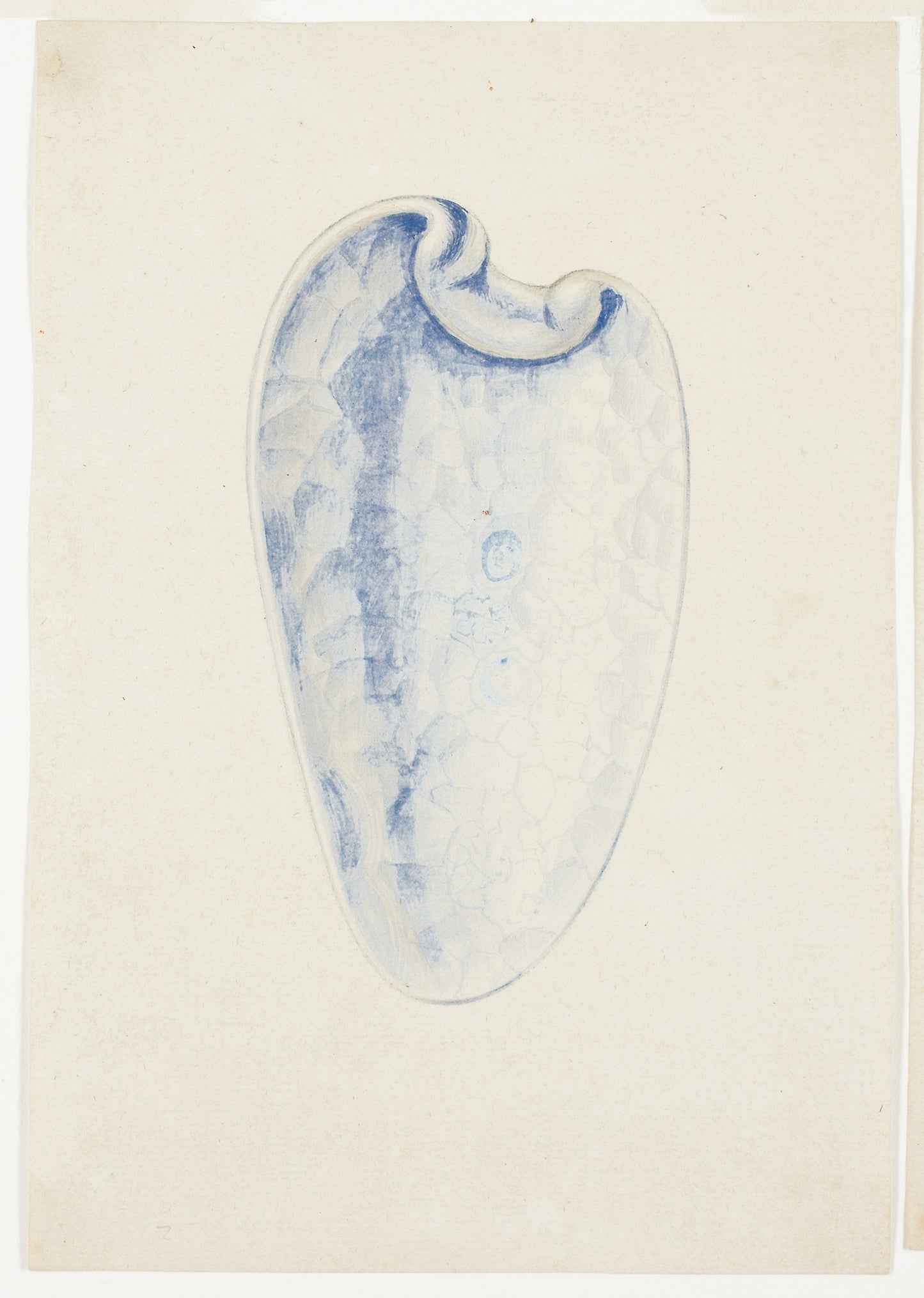 Overview of Lavender Elongated Shell -  Giuseppe Grisoni,  Poster Print Wall Art