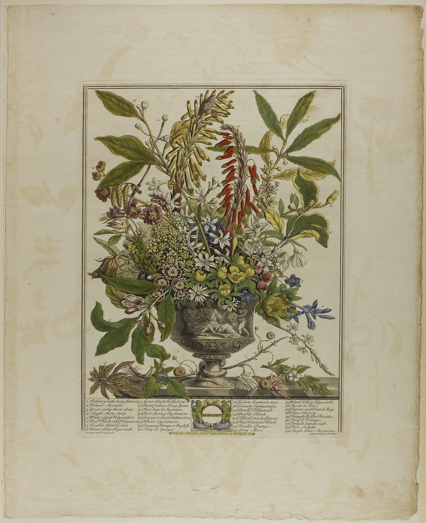 January, from Twelve Months of Flowers -  Henry Fletcher (English, 1710-1750),  Poster Print Wall Art